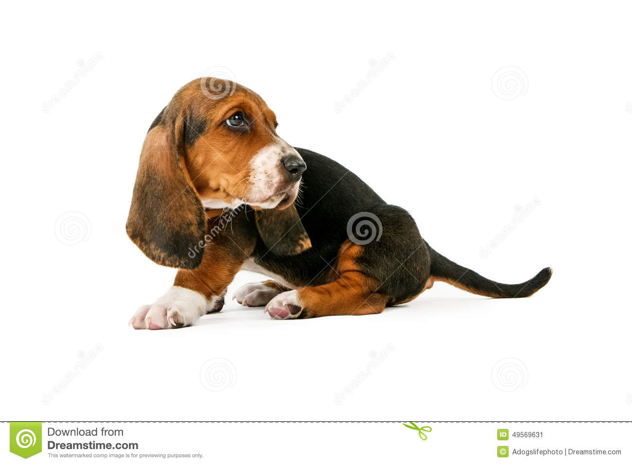 Side View Of Cute Little Basset Hound Breed Puppy Dog Looking