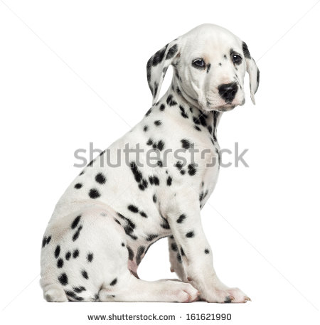 White Dalmatian Clipart Side View Of A Dalmatian Puppy