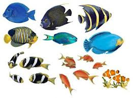 Glossary Of Fish Names   English To Tamil   Fish Names In Tamil    