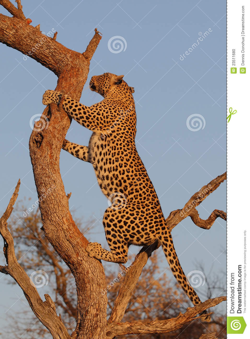 African Leopard Climbing Tree Stock Photo   Image  23511680