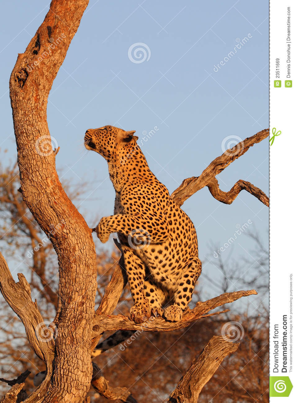 African Leopard In Tree Royalty Free Stock Images   Image  23511669