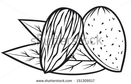 Almond With Leaves  Almond Nut  Stock Vector 151309517   Shutterstock
