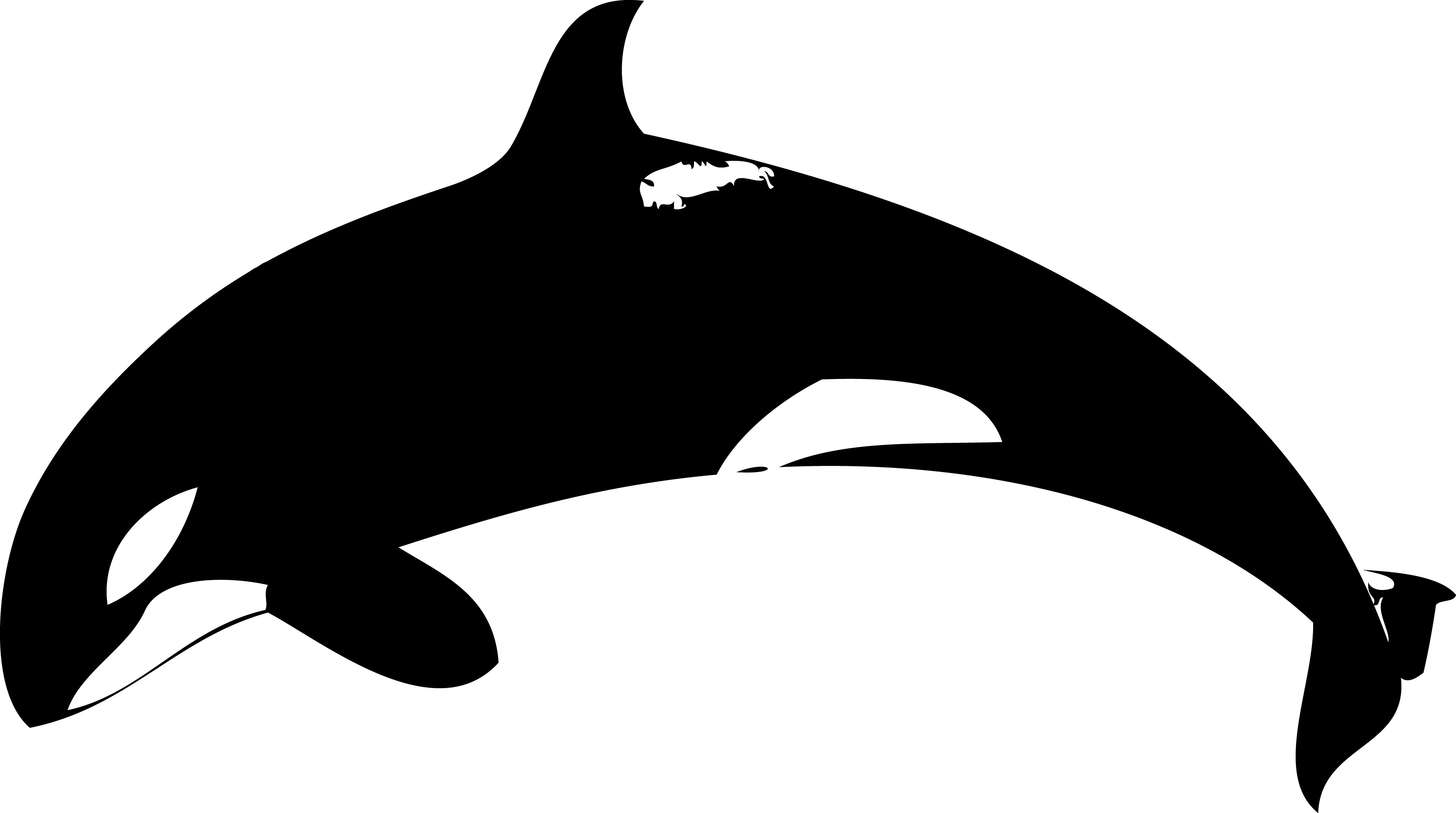 Cartoon Killer Whale   Clipart Best