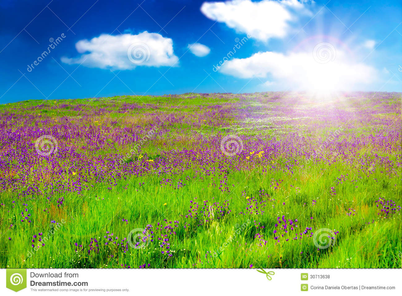 Nature Backgrounds   Field With Purple Flowers In The Sunrise Light