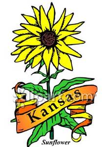     Of Kansas The Sunflower With Gold Banner Royalty Free Clipart Picture