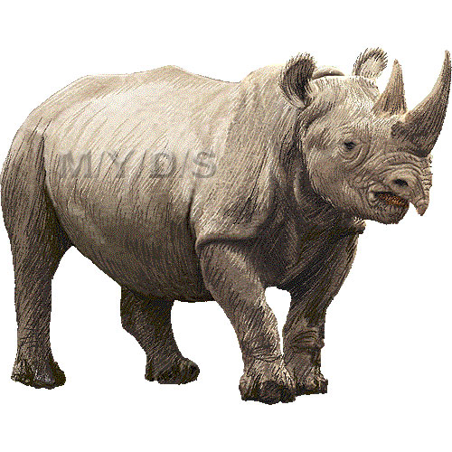 Rhinoceros Rhino Clipart Graphics  Free Clip Art