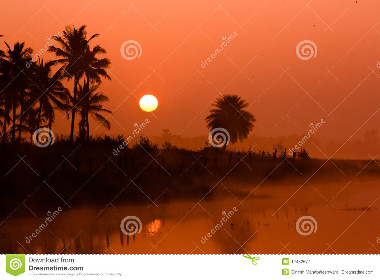 Sunsrise At Ramohalli Bangalore The Palm Trees Being The Silhouttes