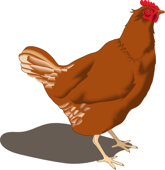 Chicken Clip Art   Images   Free For Commercial Use