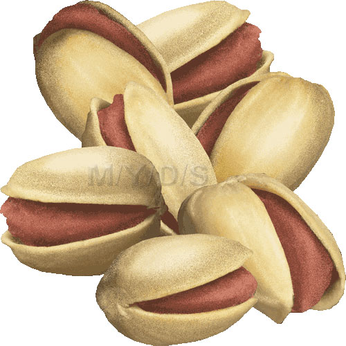 Pistachio Nut Clipart   Free Clip Art