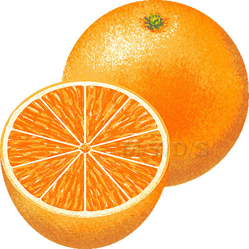 Orange Clipart Picture   Large