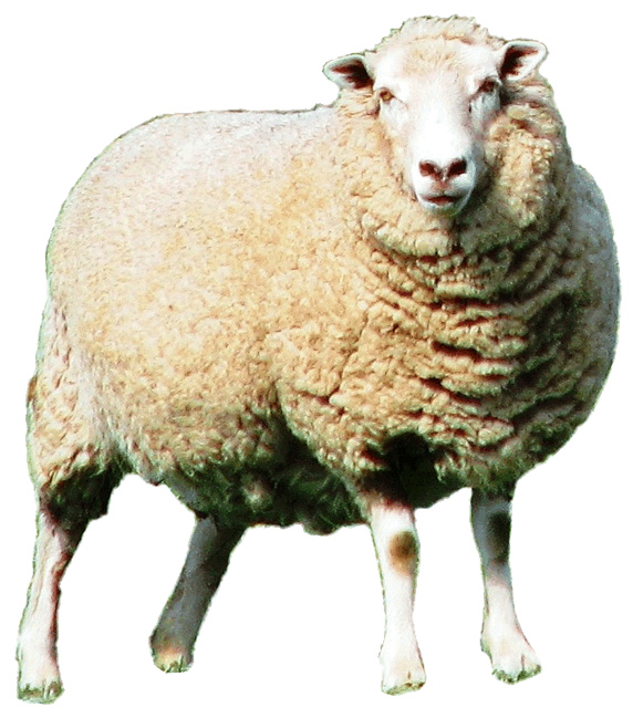 Sheep Clipart 11cm   This Clipart Style Image Has Been Creat