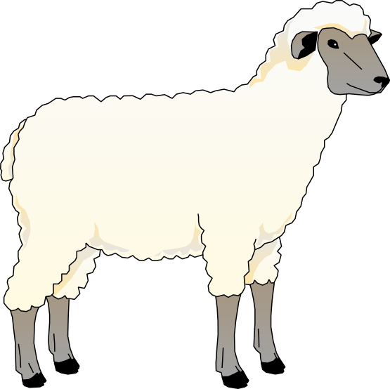 Sheep6