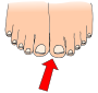 Toes Picture For Classroom   Therapy Use   Great Toes Clipart