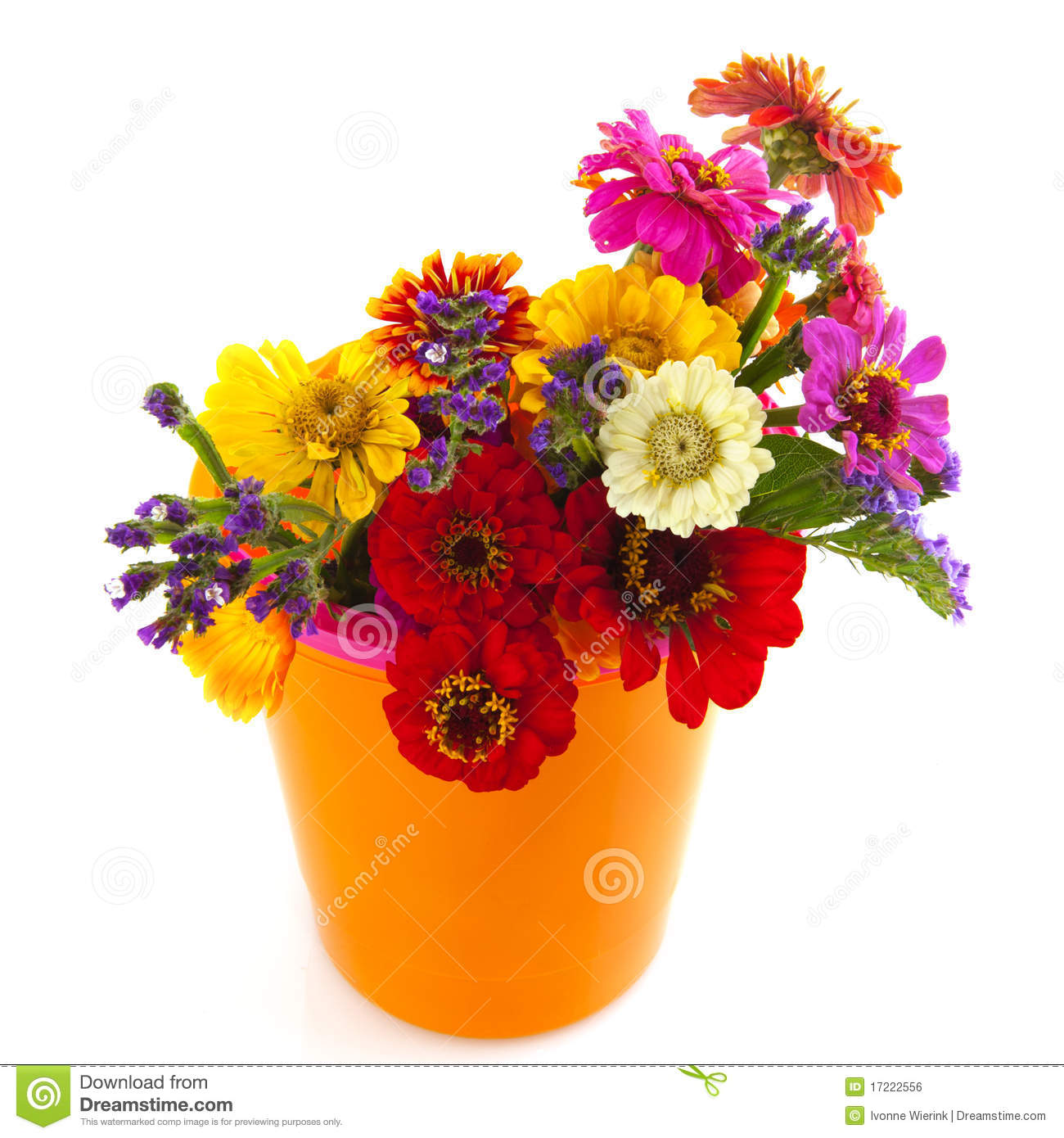 Colorful Bouquet Zinnias In Orange Bucket On White Background 