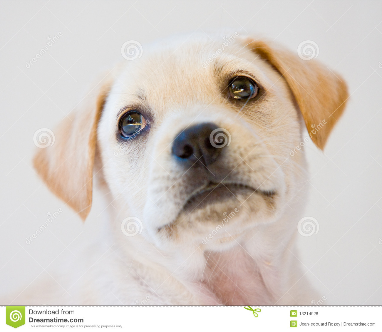 Lab Puppy Royalty Free Stock Image   Image  13214926