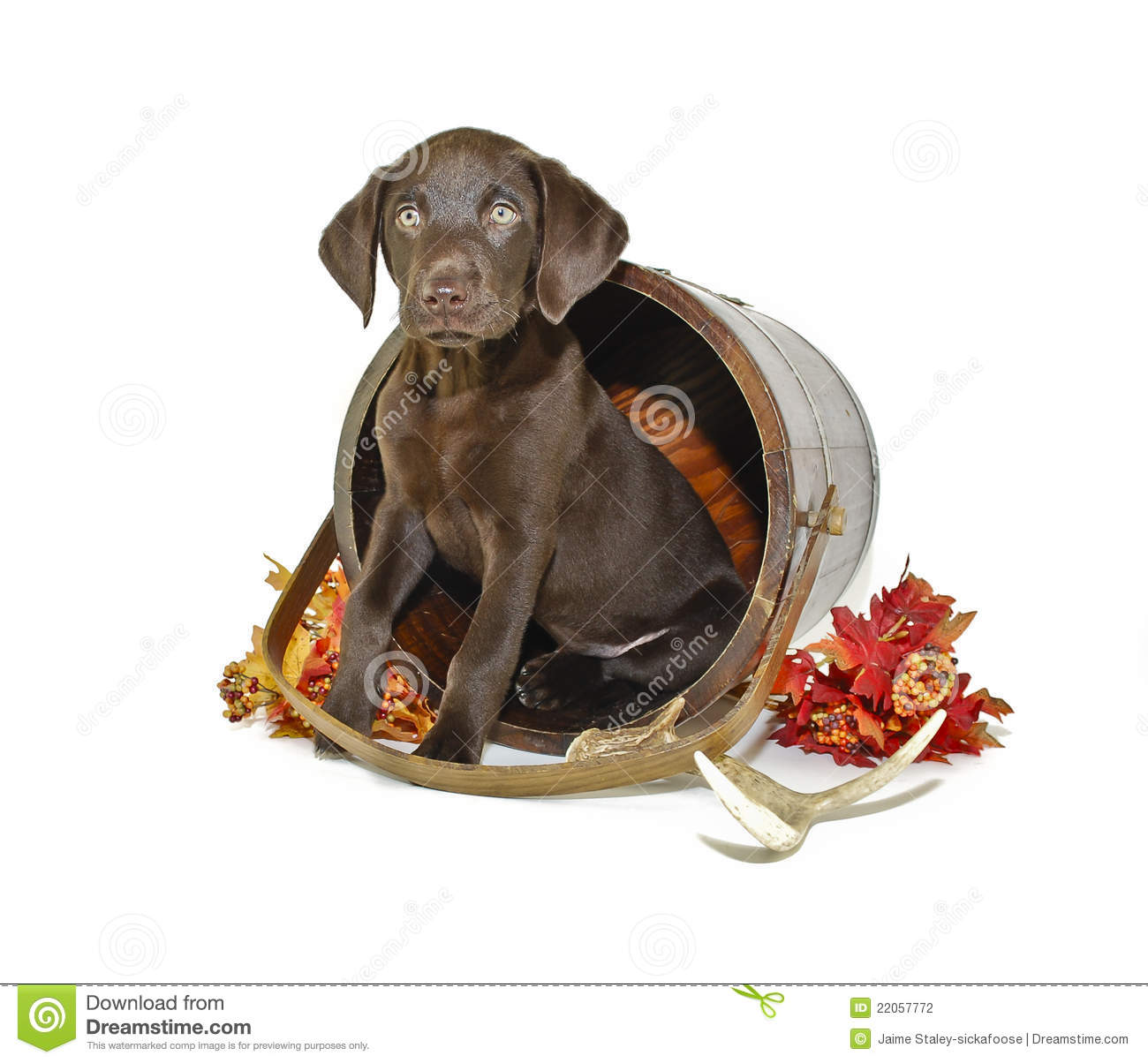 Lab Puppy Sitting In A Bucket With Fall Leaves And A Deer Antler On A    