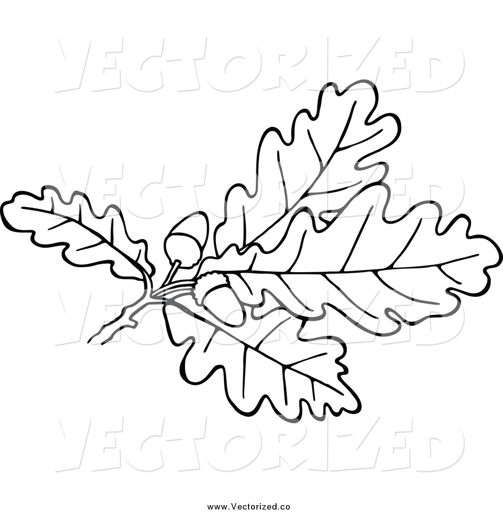 Acorn Clipart Black And White Royalty Free Clipart Of Black