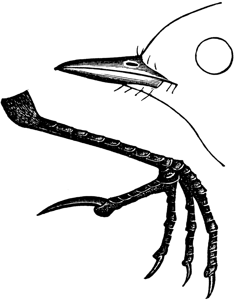 Displaying 20  Images For   Bird Claws Clipart