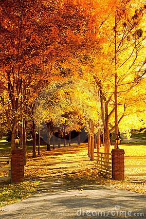 Fall Scene  An Alley Lined With Changing Trees