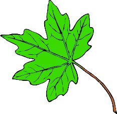 Free Maple Leaf Clipart   Free Clipart Graphics Images And Photos    
