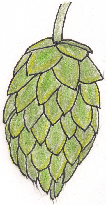 Hop Cone Drawing Hop Flower Cone