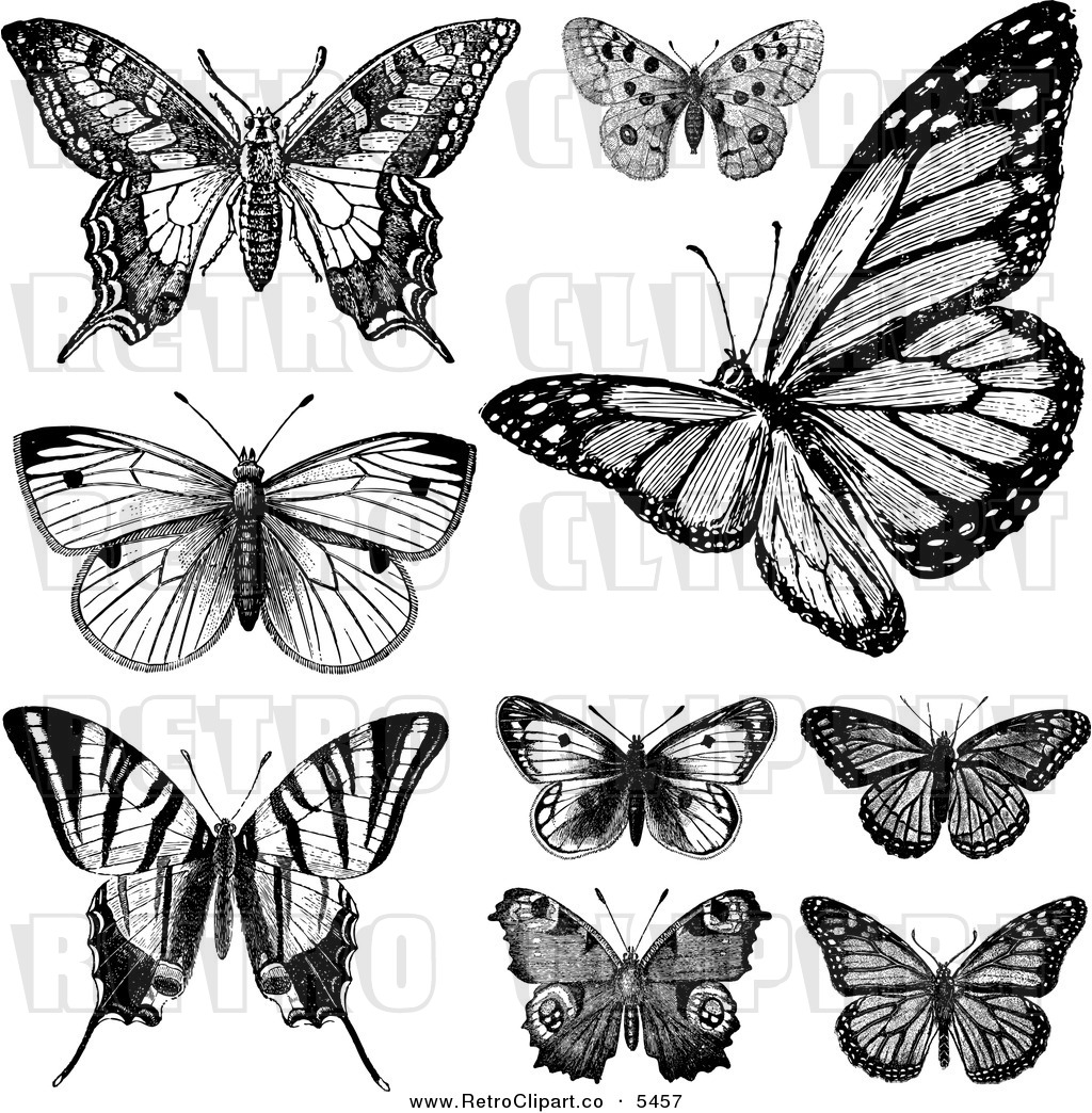 Vector Clipart Of Retro Black And White Vintage Butterflies On White