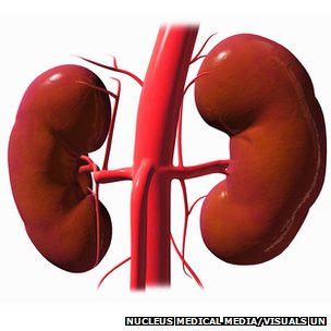 An Illustration Of The Right And Left Kidneys