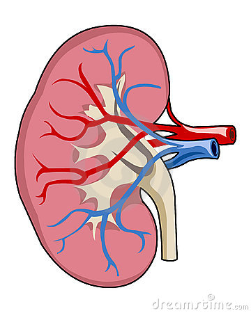 Detailed Of Kidney Illustration Computer Generated On White Background