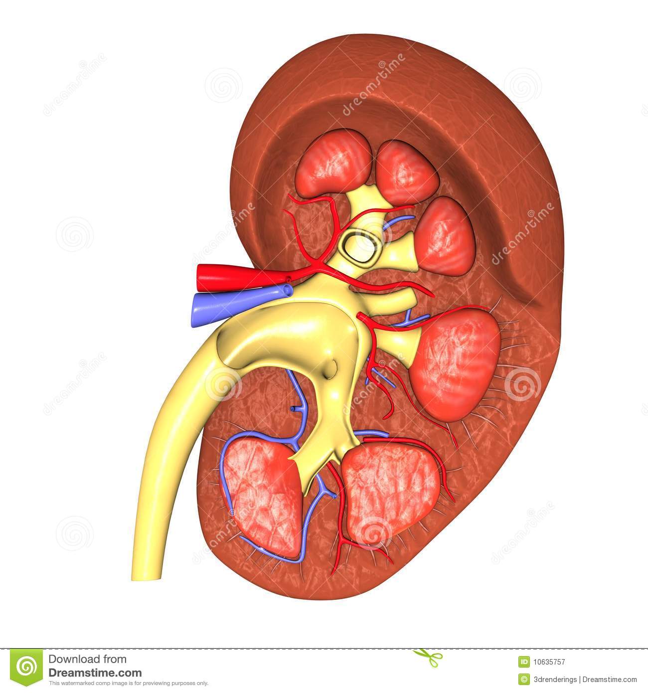 Kidney Clipart Kidney