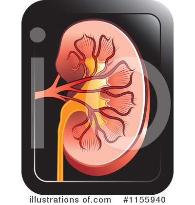Kidney Illustrations And Stock Art 2558 Kidney   Hd Coloring Pages