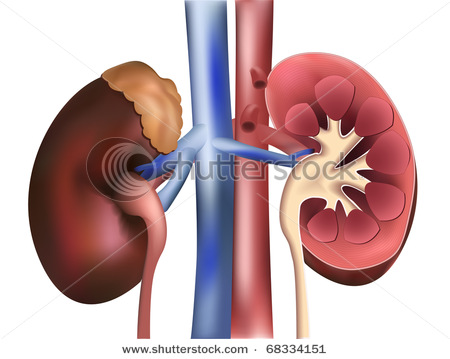 Kidneykidneys