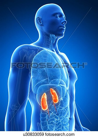   Male Kidney Failure Artwork  Fotosearch   Search Vector Clipart    