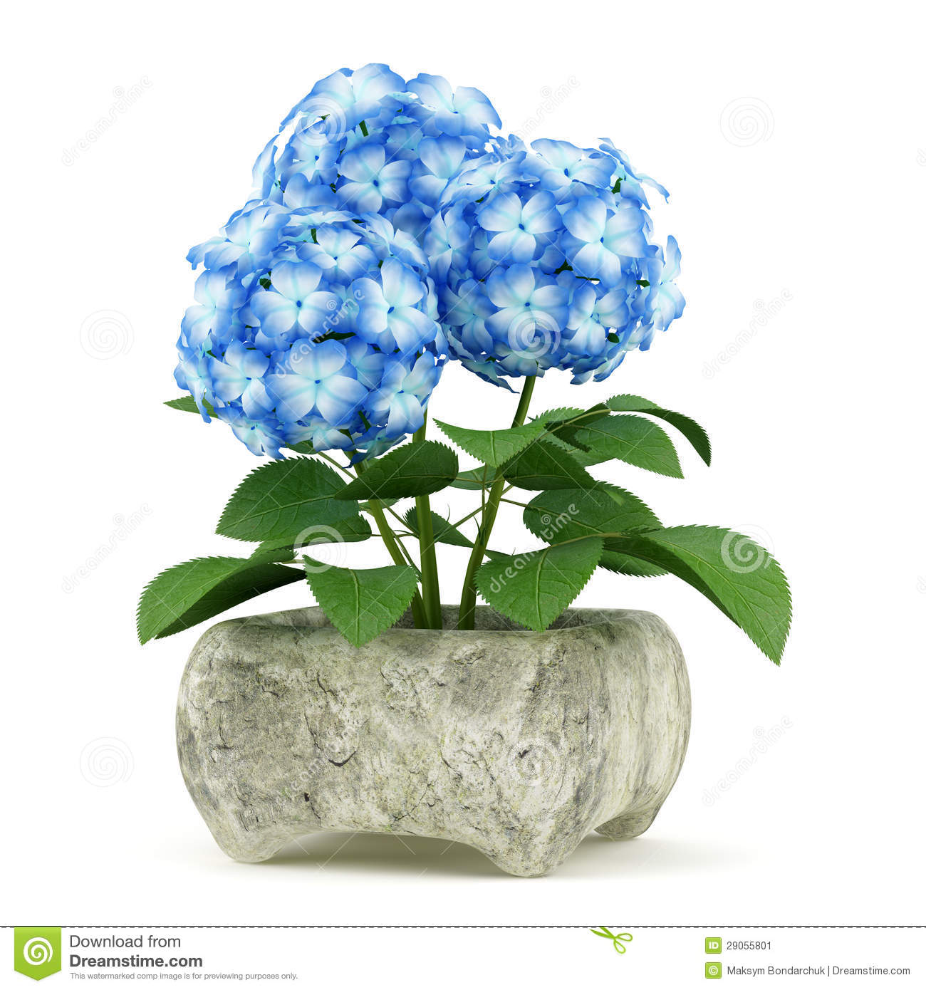 Blue Flower In Stone Pot On White Stock Image   Image  29055801