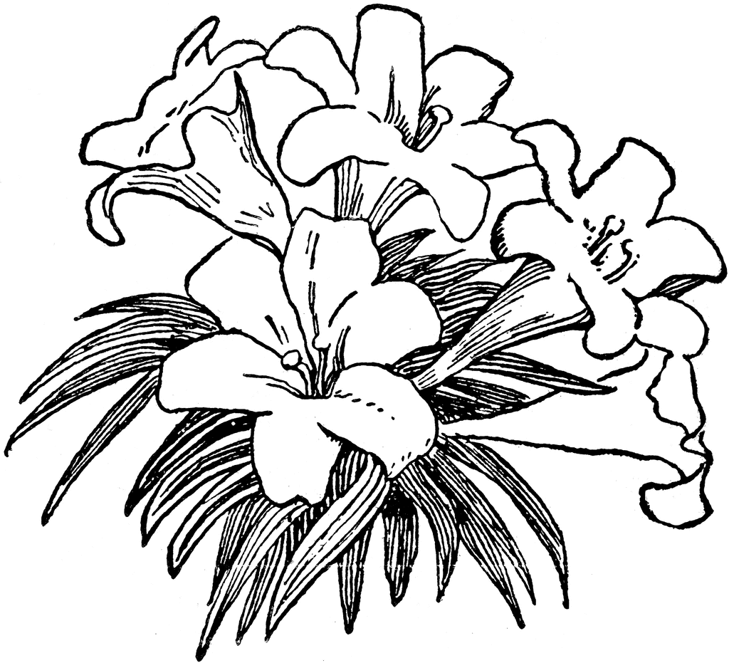 Easter Lily Clip Art   Clipart Best