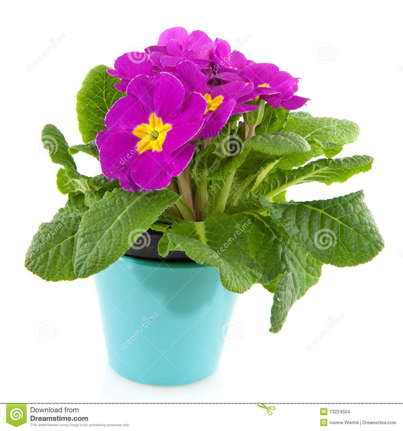 Purple Primula In Blue Flower Pot Stock Images   Image  13224504