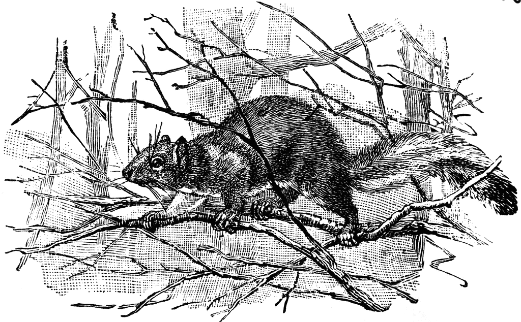 Eastern Gray Squirrel   Clipart Etc