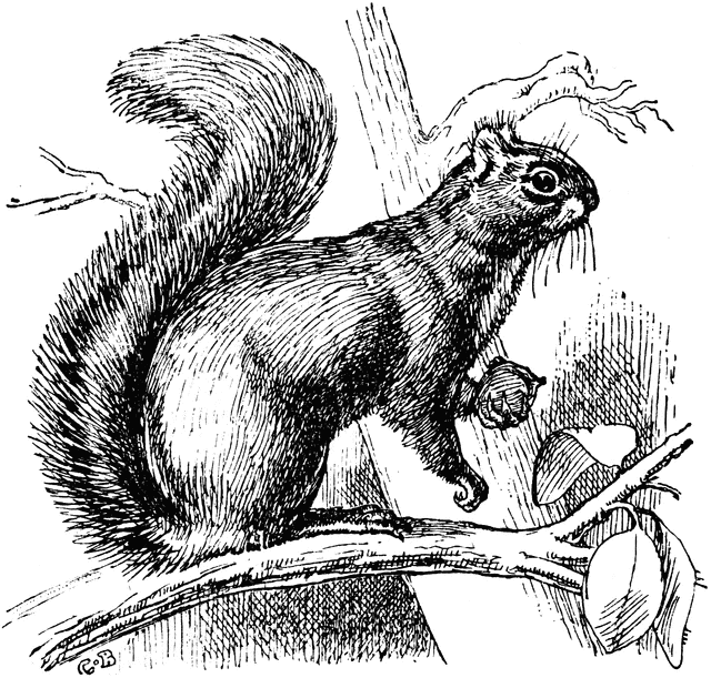 Gray Squirrel   Clipart Etc