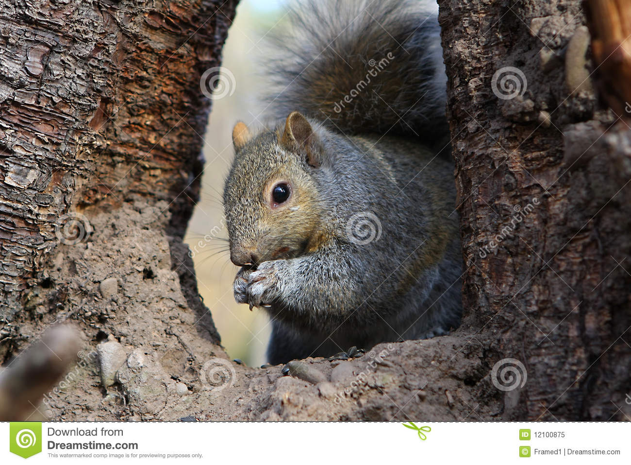 Gray Squirrel Royalty Free Stock Photo   Image  12100875