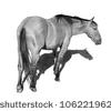 Pencil Drawing Of A Horse   Stock Vector