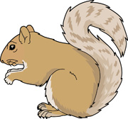 Squirrel Holding Acorn Nut Hits 1772 Size 42 Kb Squirrel