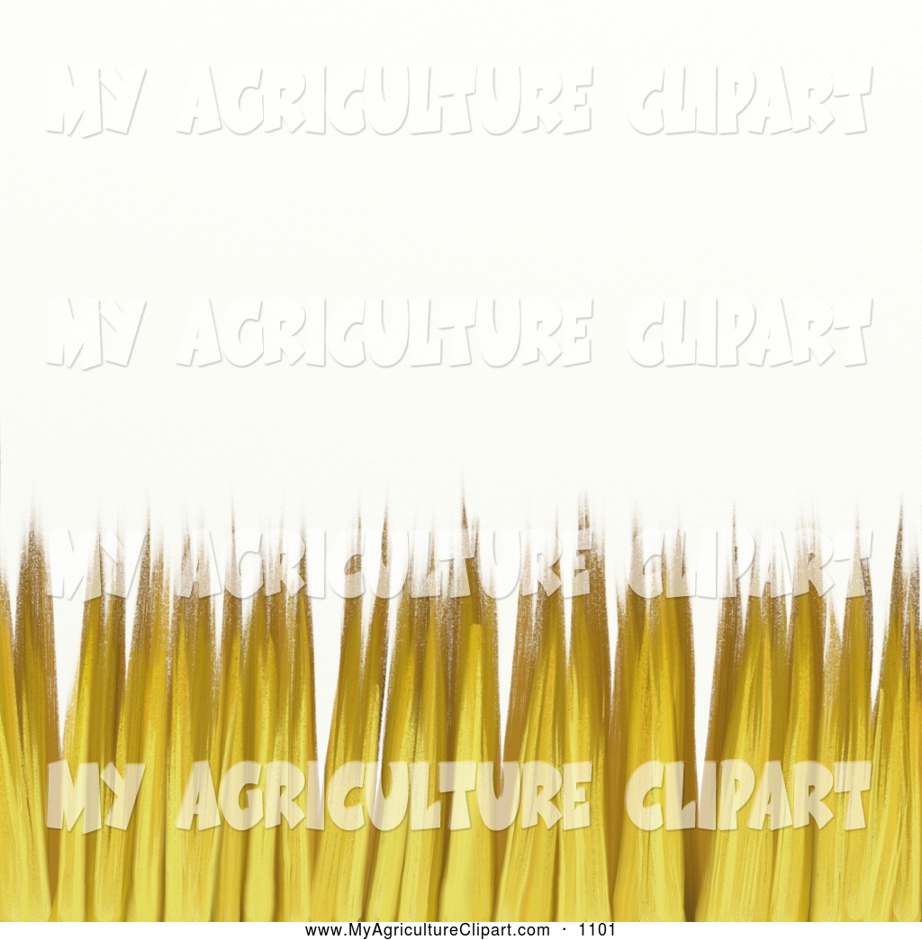 Agriculture Clipart Of A Background Of Golden Farm Straw On White
