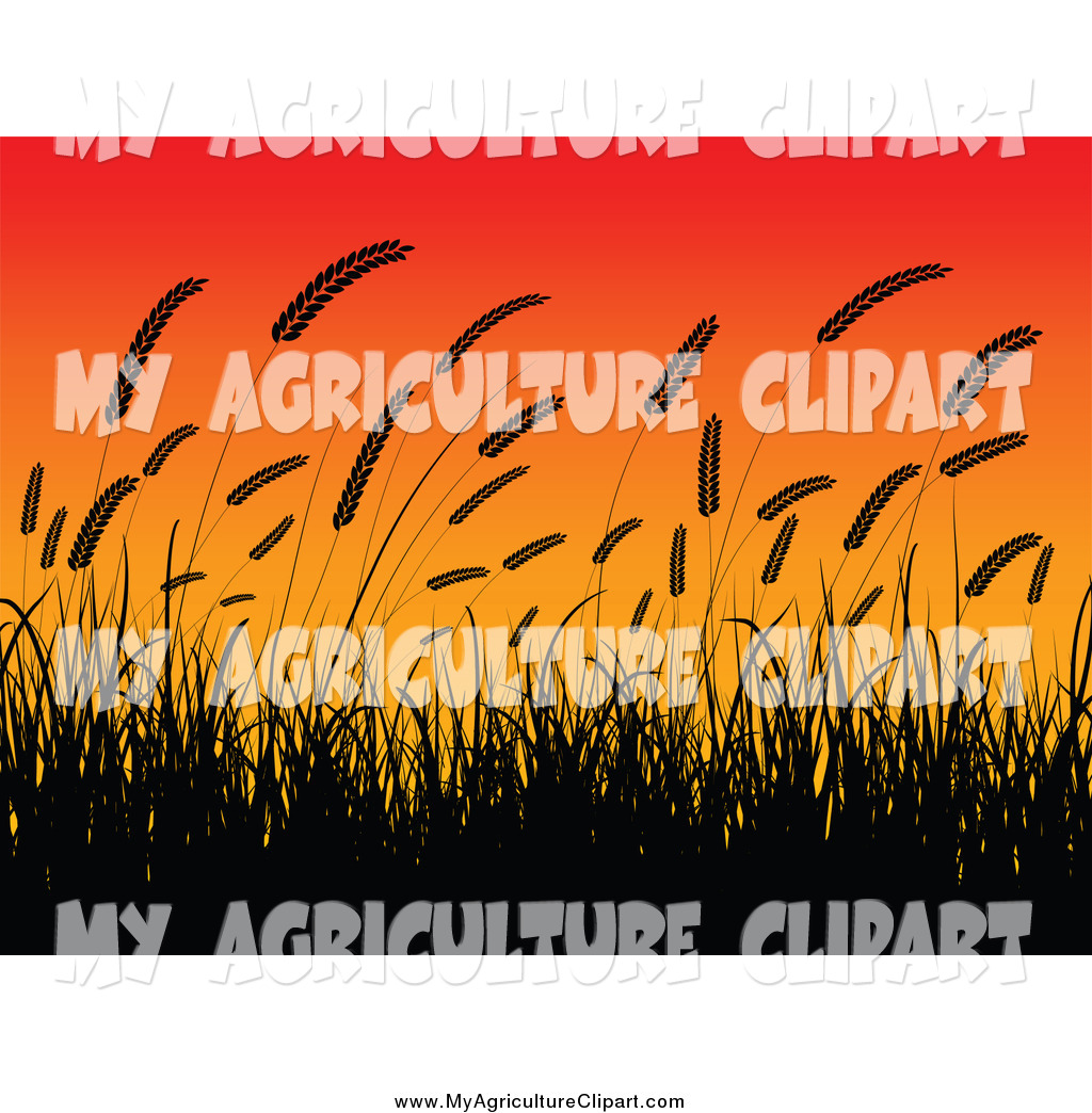 Agriculture Clipart Of A Silhouetted Wheat And Sunset Background