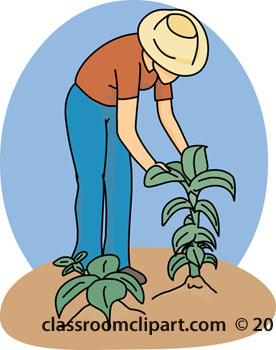 Agriculture   Farmer Checking Plants 04a   Classroom Clipart