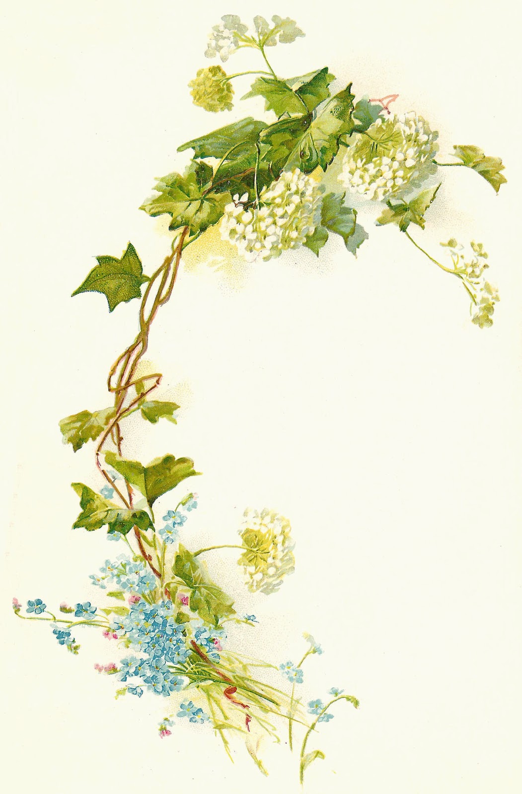 Antique Images  Free Flower Clip Art  Vintage Flower Illustration With