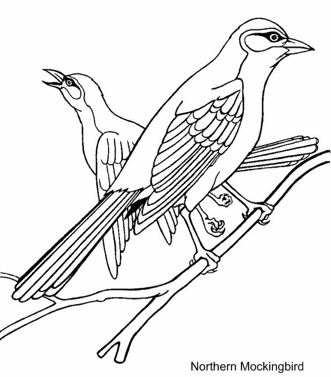 Arkansas State Bird And Northern Mockingbird Coloring Page