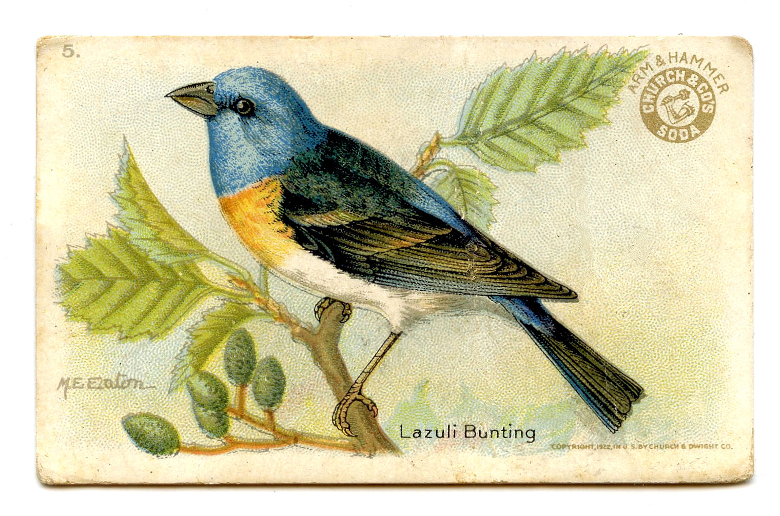 Free Vintage Clip Art   Pretty Little Birds   The Graphics Fairy