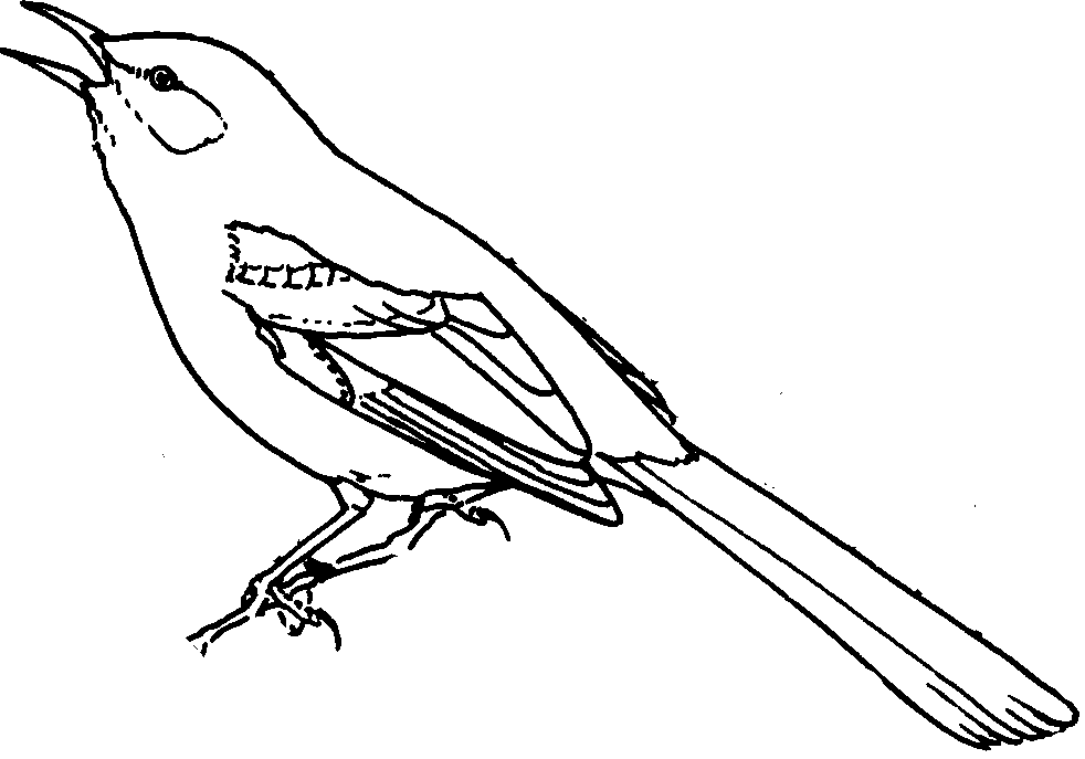 Mockingbird Line Drawing Drawing Long Varying Line