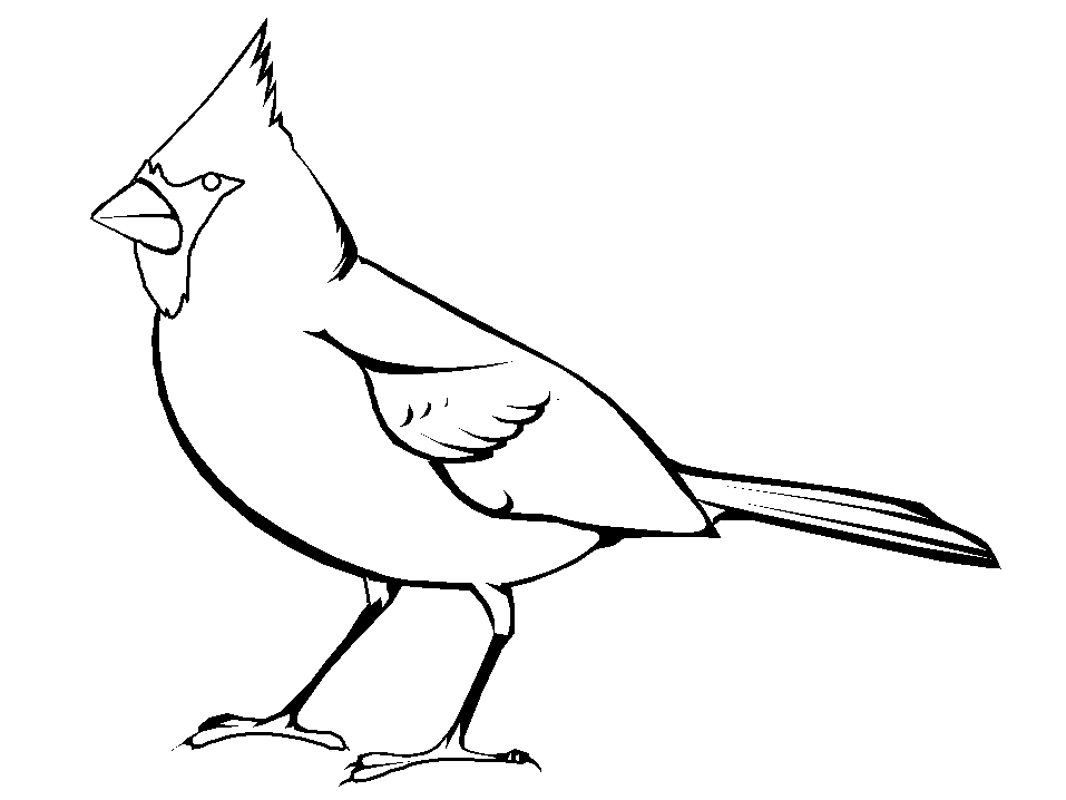 Northern Mockingbird Colouring Pages