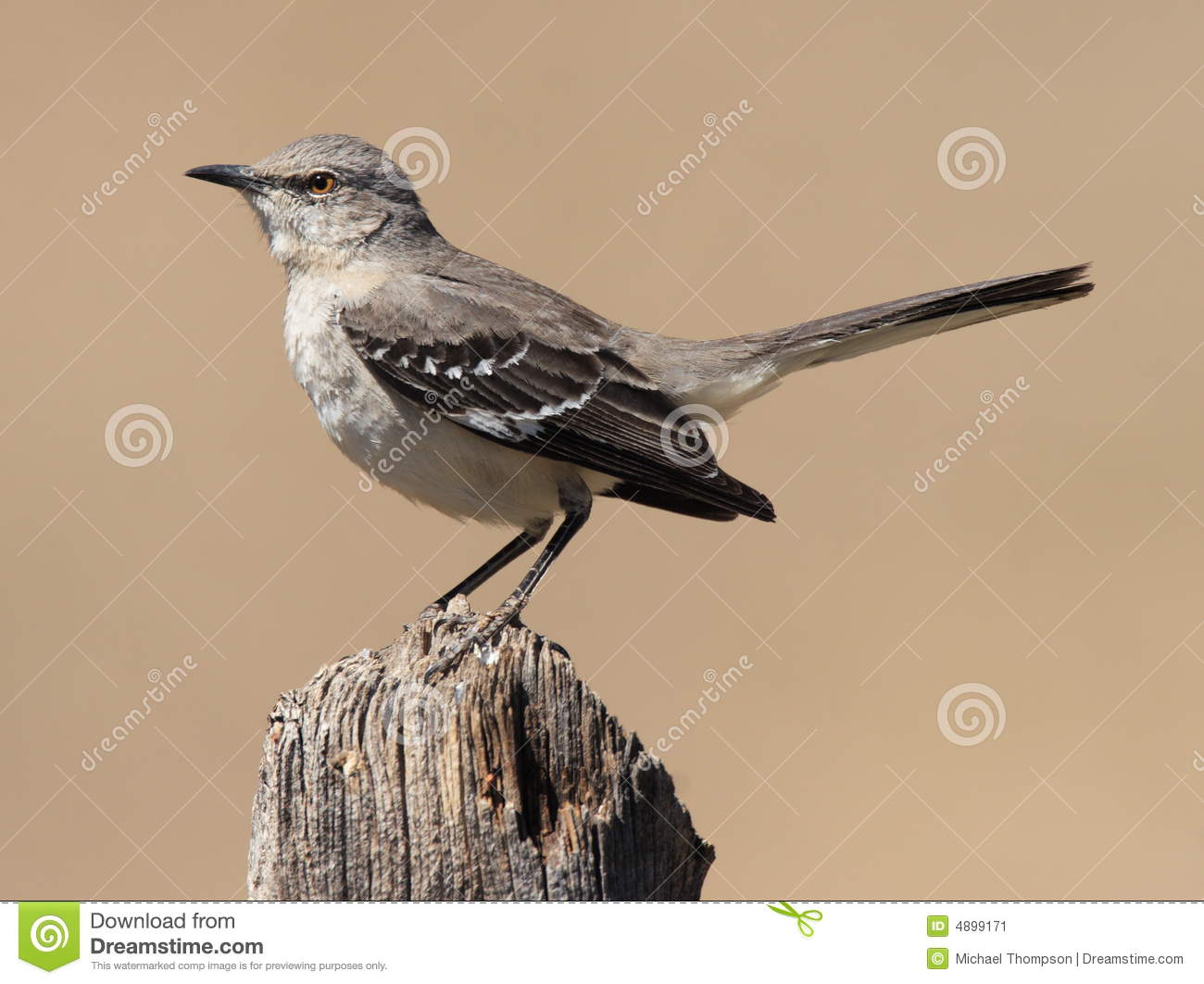 Northern Mockingbird In Guadalupe Mountains National Park