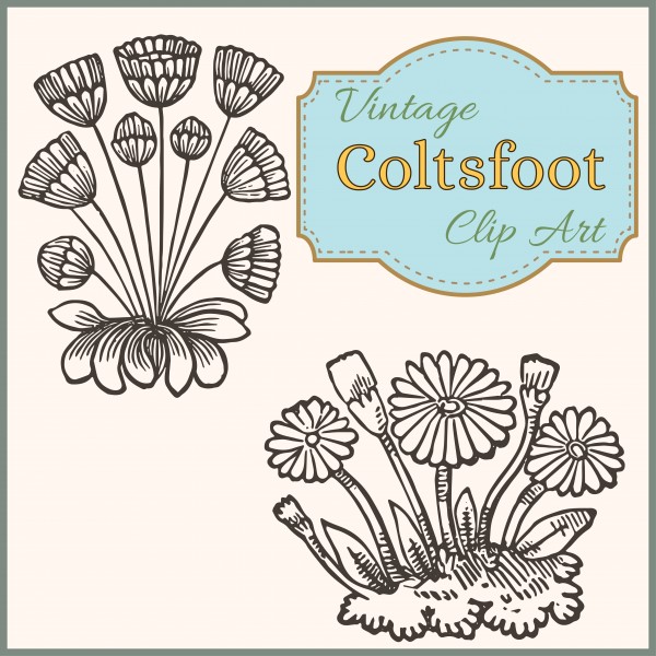 Vintage Coltsfoot Spring Garden Clip Art   Oh So Nifty Vintage